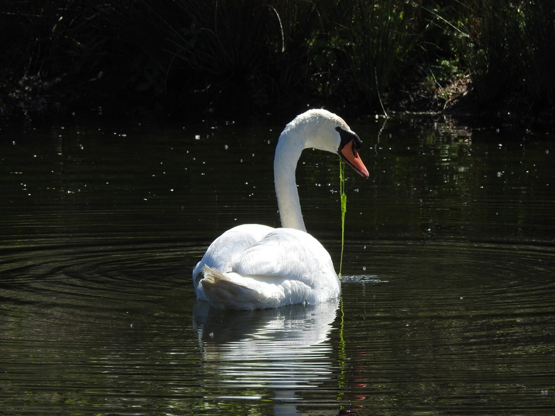 mute swan (Cygnus olor); DISPLAY FULL IMAGE.