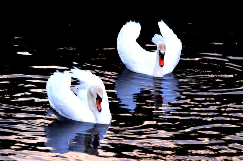 mute swan (Cygnus olor); DISPLAY FULL IMAGE.