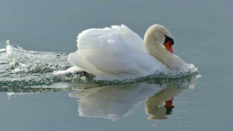 mute swan (Cygnus olor); DISPLAY FULL IMAGE.