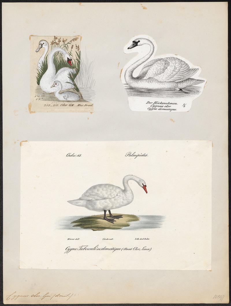 mute swan (Cygnus olor); DISPLAY FULL IMAGE.
