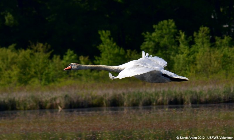 mute swan (Cygnus olor); DISPLAY FULL IMAGE.