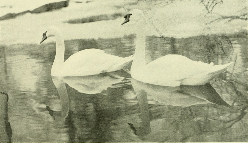 mute swan (Cygnus olor); DISPLAY FULL IMAGE.