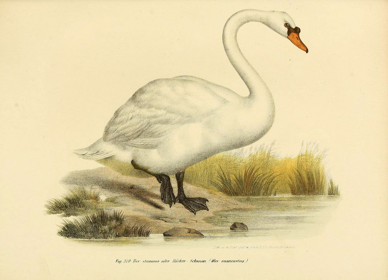 mute swan (Cygnus olor); DISPLAY FULL IMAGE.