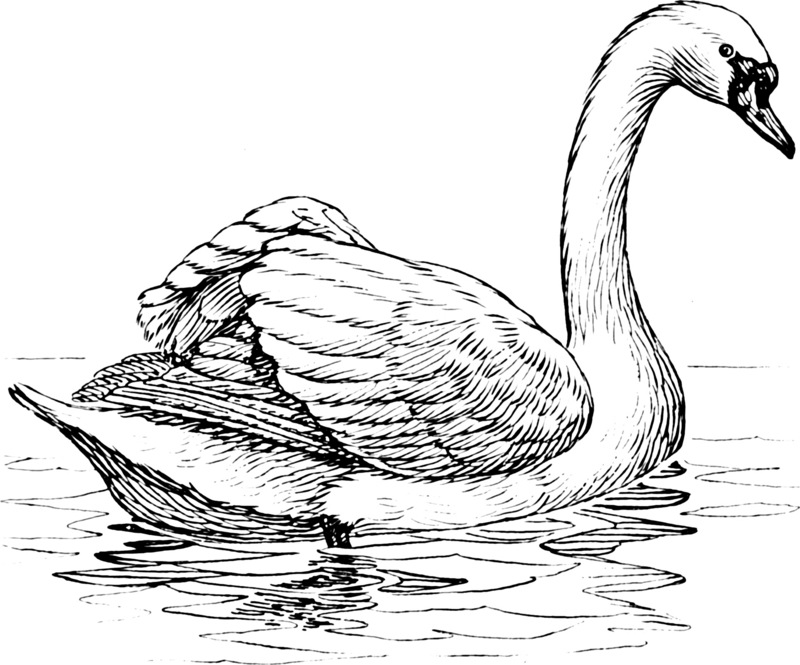 mute swan (Cygnus olor); DISPLAY FULL IMAGE.