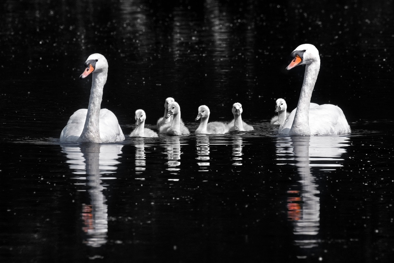 mute swan (Cygnus olor); DISPLAY FULL IMAGE.