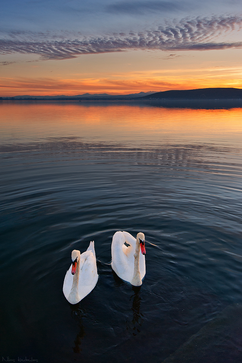 mute swan (Cygnus olor); DISPLAY FULL IMAGE.