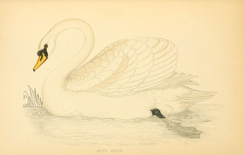mute swan (Cygnus olor); DISPLAY FULL IMAGE.