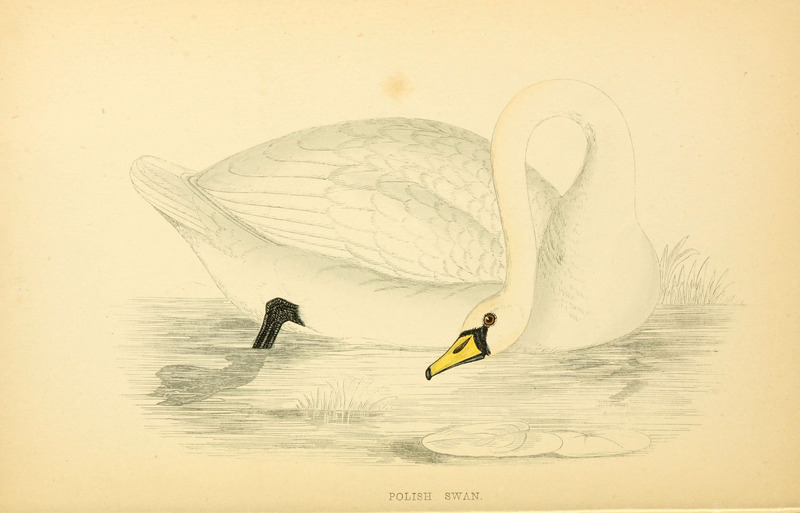 mute swan (Cygnus olor); DISPLAY FULL IMAGE.