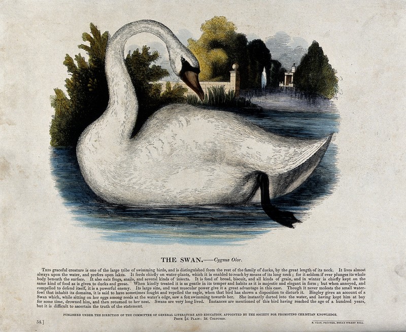 mute swan (Cygnus olor); DISPLAY FULL IMAGE.