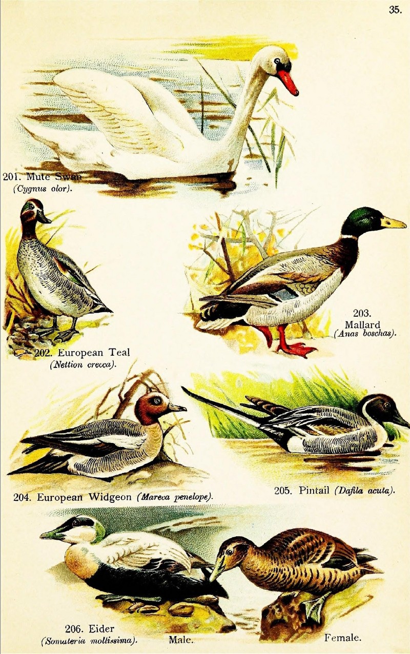 mute swan (Cygnus olor), common teal (Anas crecca), wild duck (Anas platyrhynchos), Eurasian widgeon (Mareca penelope), northern pintail (Anas acuta), common eider (Somateria mollissima); DISPLAY FULL IMAGE.