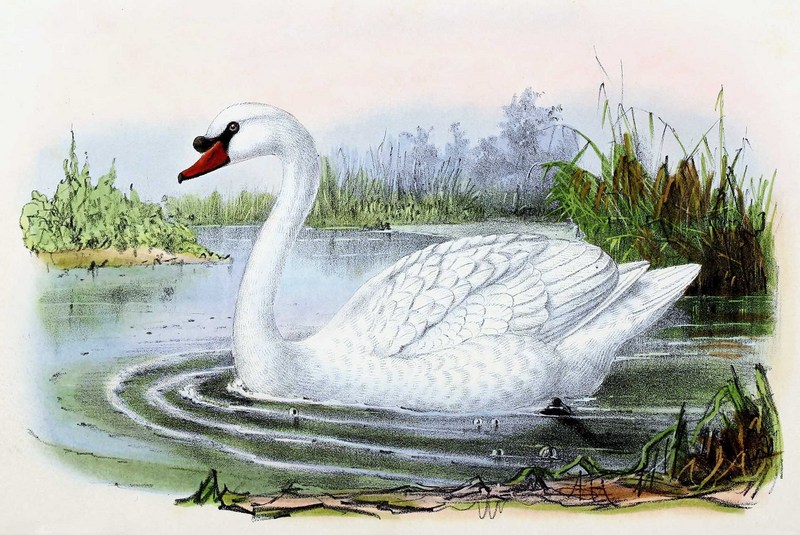 mute swan (Cygnus olor); DISPLAY FULL IMAGE.