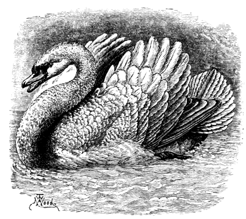 mute swan (Cygnus olor); DISPLAY FULL IMAGE.
