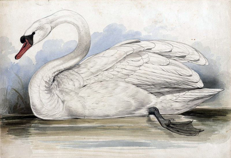 mute swan (Cygnus olor); DISPLAY FULL IMAGE.