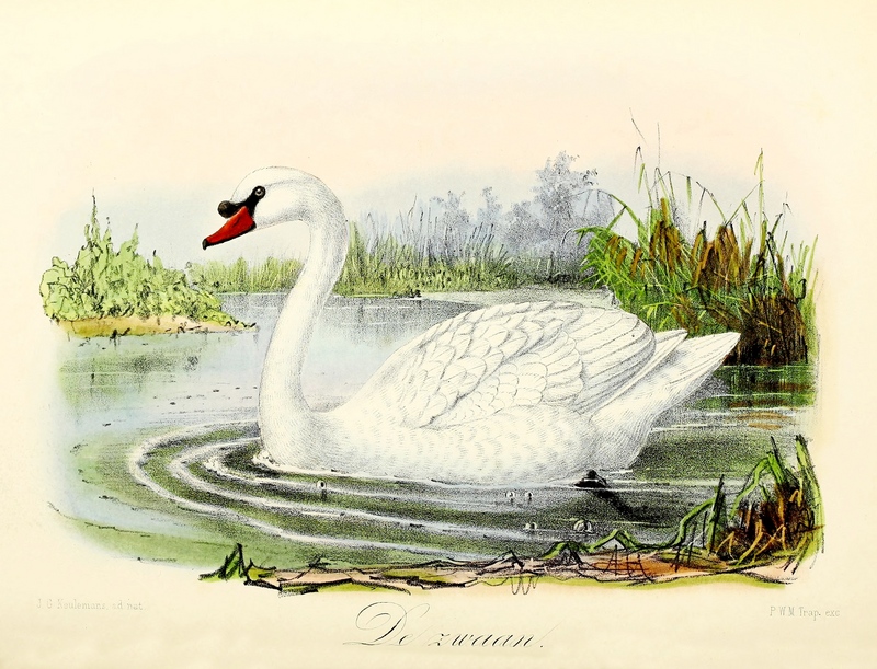 mute swan (Cygnus olor); DISPLAY FULL IMAGE.