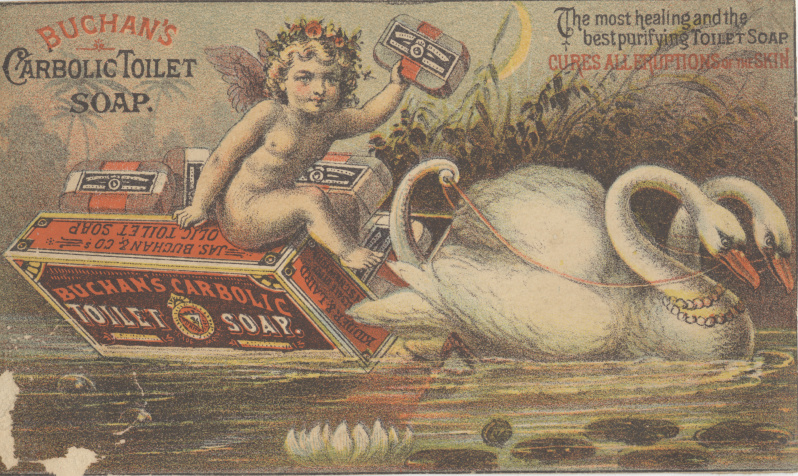 mute swan (Cygnus olor); DISPLAY FULL IMAGE.