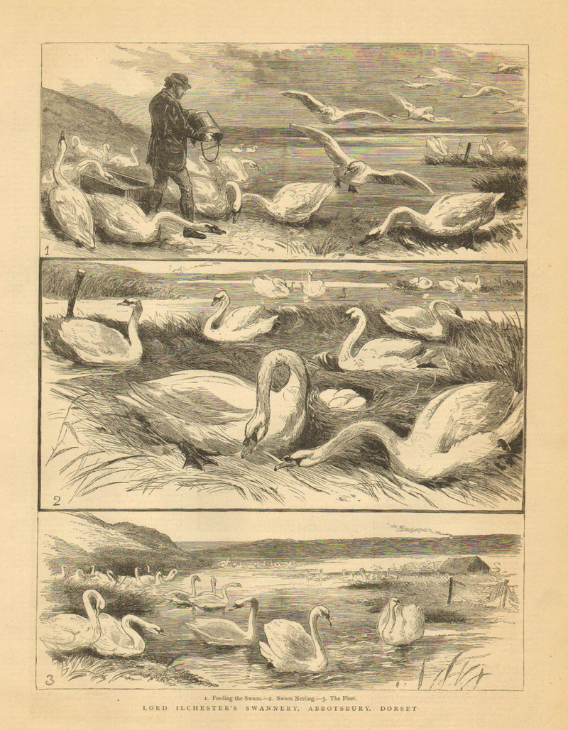 mute swan (Cygnus olor); DISPLAY FULL IMAGE.