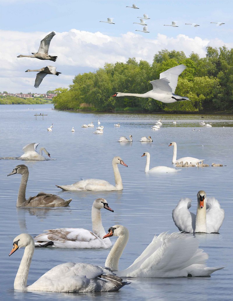 mute swan (Cygnus olor); DISPLAY FULL IMAGE.