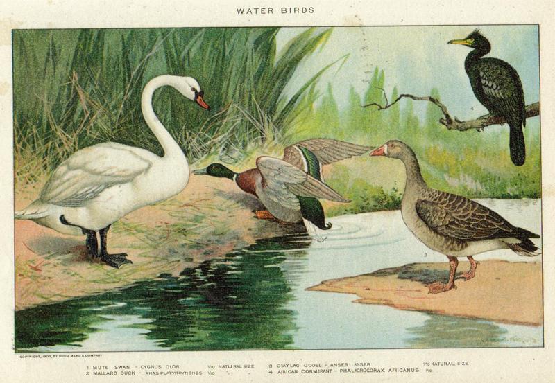 mute swan (Cygnus olor), mallard duck (Anas platyrhynchos), greylag goose (Anser anser), reed cormorant (Microcarbo africanus); DISPLAY FULL IMAGE.