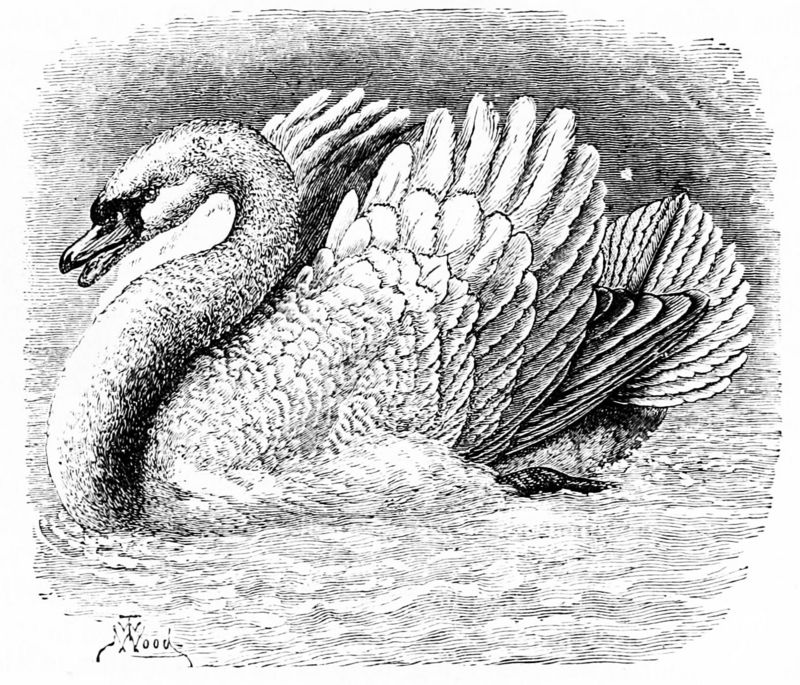 mute swan (Cygnus olor); DISPLAY FULL IMAGE.