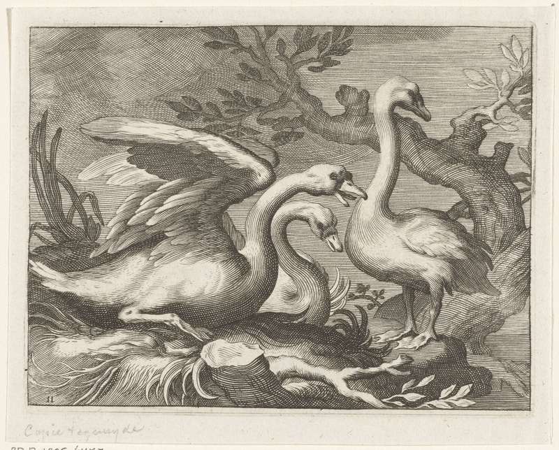 mute swan (Cygnus olor); DISPLAY FULL IMAGE.