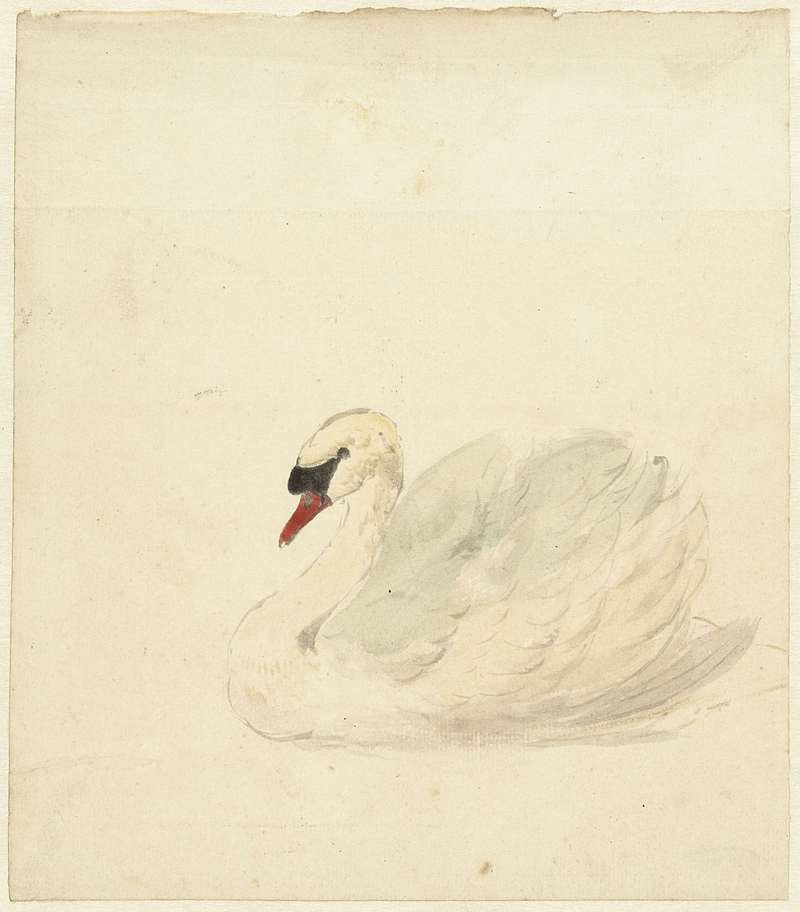mute swan (Cygnus olor); DISPLAY FULL IMAGE.