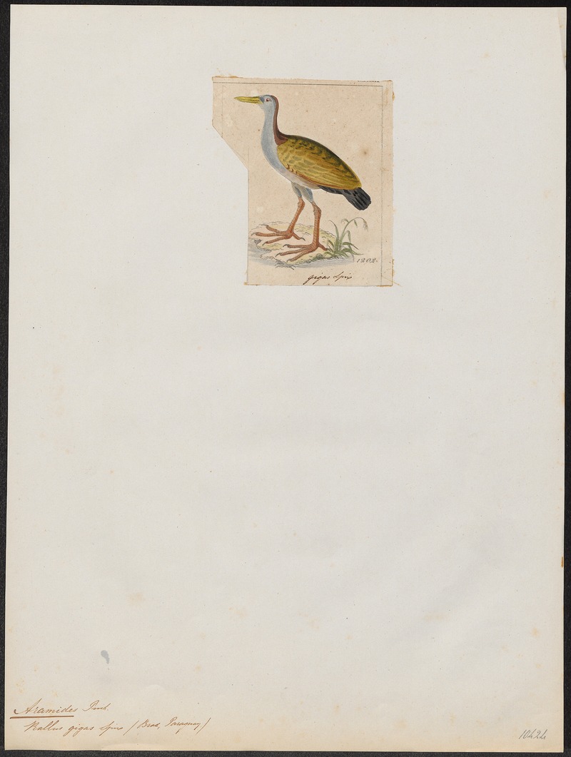 giant wood rail (Aramides ypecaha); DISPLAY FULL IMAGE.