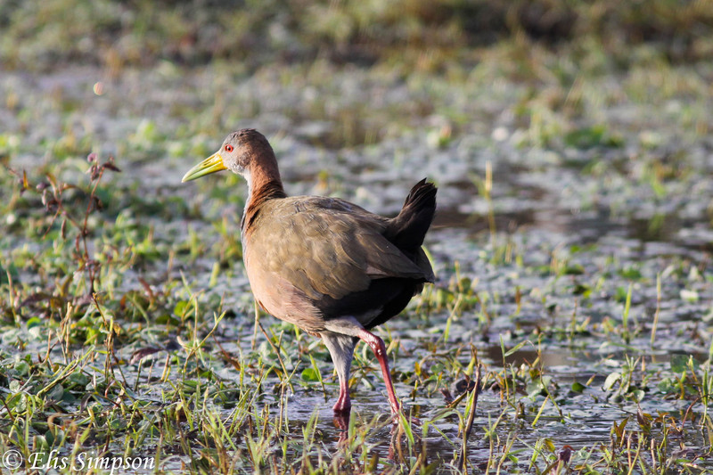 giant wood rail (Aramides ypecaha); DISPLAY FULL IMAGE.