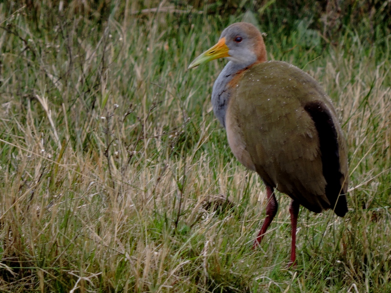 giant wood rail (Aramides ypecaha); DISPLAY FULL IMAGE.