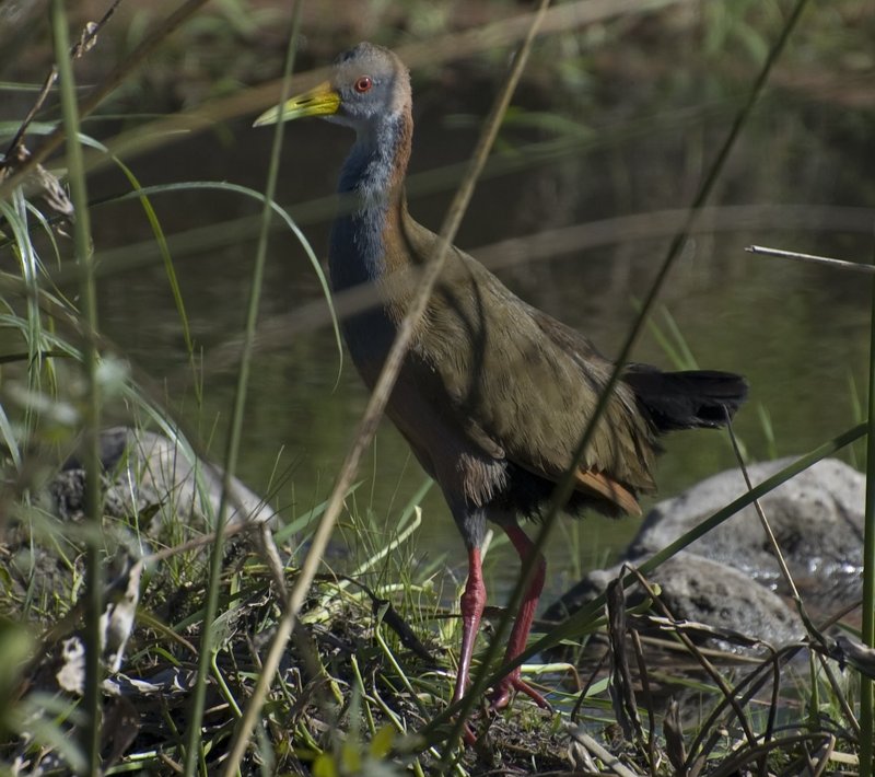 giant wood rail (Aramides ypecaha); DISPLAY FULL IMAGE.