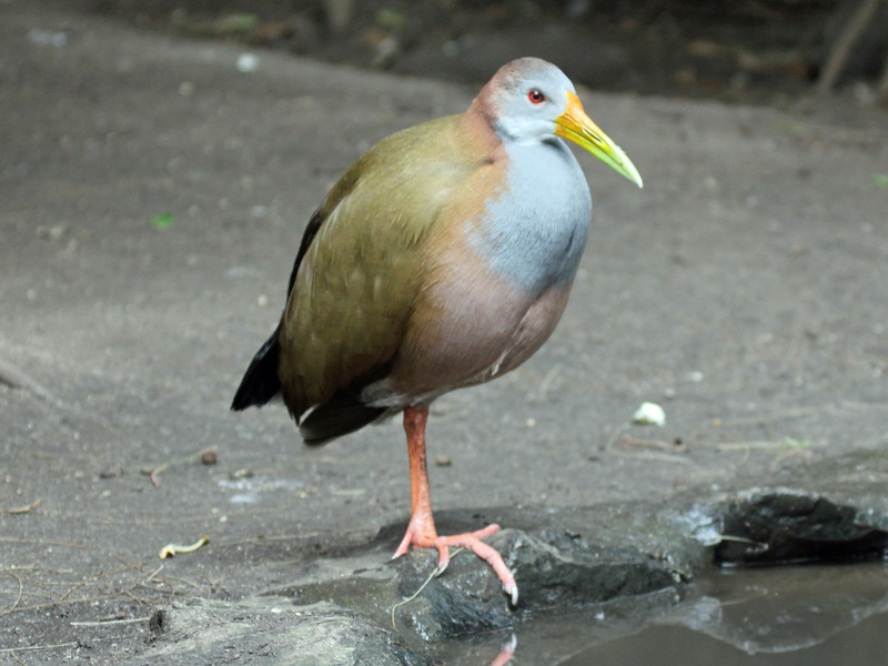 giant wood rail (Aramides ypecaha); DISPLAY FULL IMAGE.