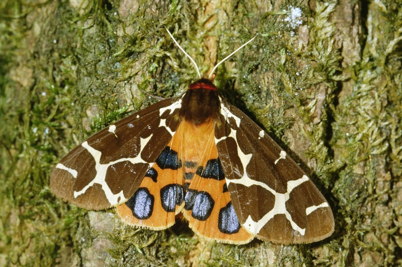 garden tiger moth (Arctia caja); DISPLAY FULL IMAGE.