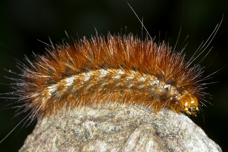 garden tiger moth (Arctia caja) - Woolly Bear; DISPLAY FULL IMAGE.