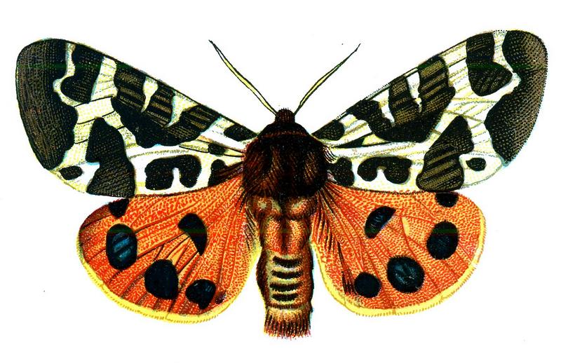 garden tiger moth (Arctia caja); DISPLAY FULL IMAGE.