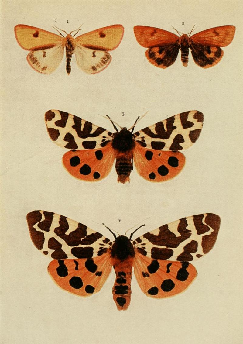 clouded buff (Diacrisia sannio), garden tiger moth (Arctia caja); DISPLAY FULL IMAGE.