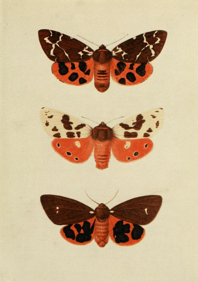 garden tiger moth (Arctia caja); DISPLAY FULL IMAGE.