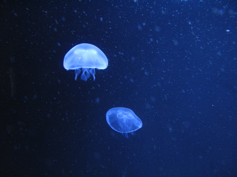 common jellyfish, moon jelly (Aurelia aurita); DISPLAY FULL IMAGE.