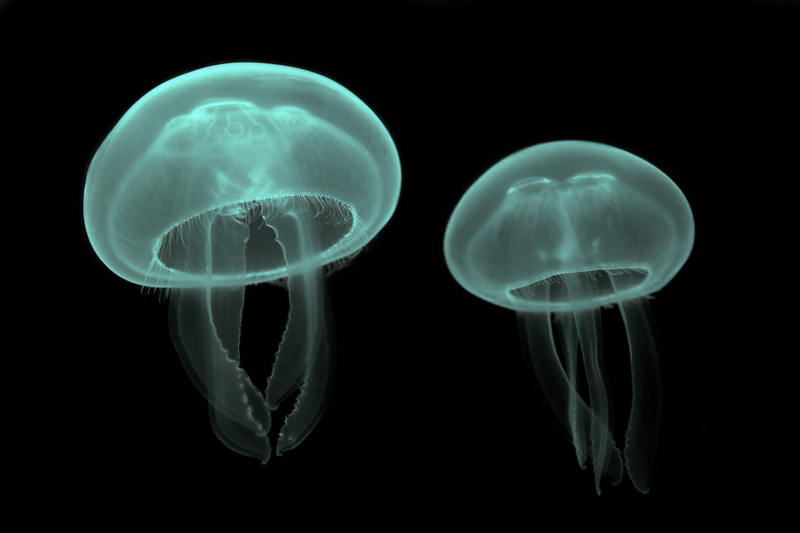 common jellyfish, moon jelly (Aurelia aurita); DISPLAY FULL IMAGE.