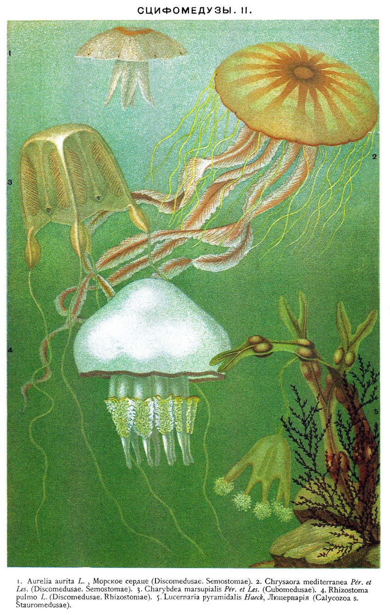 moon jelly (Aurelia aurita), compass jellyfish (Chrysaora hysoscella), warty sea wasp (Carybdea marsupialis), barrel jellyfish (Rhizostoma pulmo), stalked jellyfish (Lucernaria quadricornis); DISPLAY FULL IMAGE.