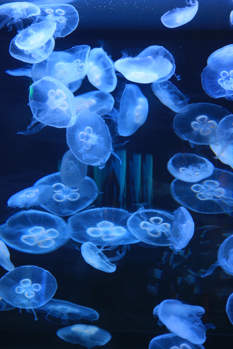 common jellyfish, moon jelly (Aurelia aurita); DISPLAY FULL IMAGE.