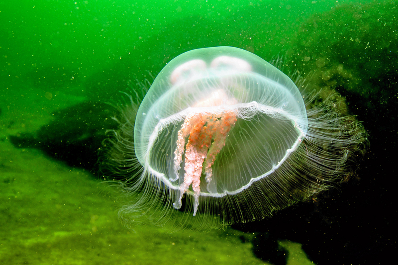 common jellyfish, moon jelly (Aurelia aurita); DISPLAY FULL IMAGE.