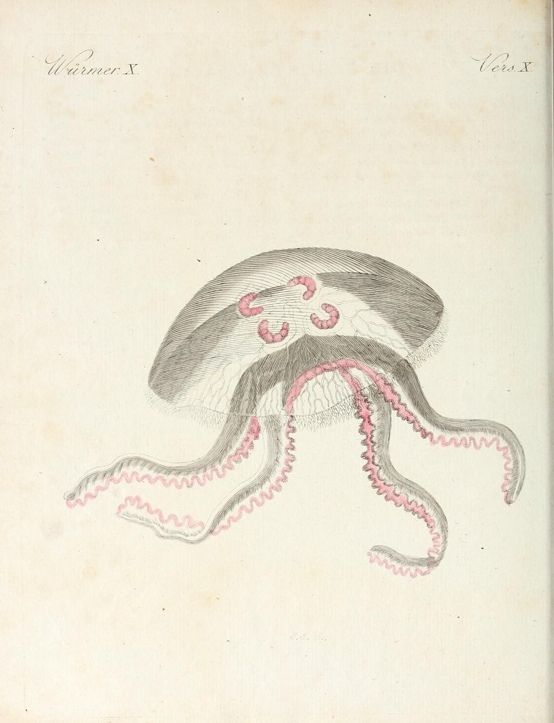 common jellyfish, moon jelly (Aurelia aurita); DISPLAY FULL IMAGE.