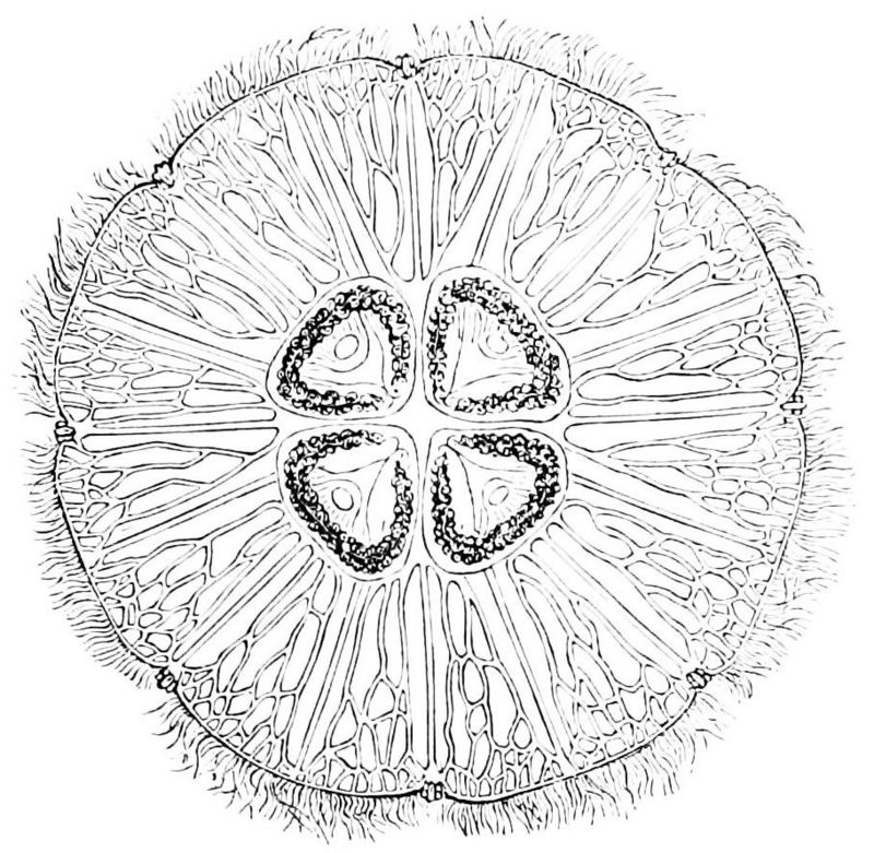 common jellyfish, moon jelly (Aurelia aurita); DISPLAY FULL IMAGE.