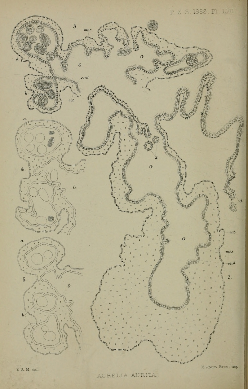 common jellyfish, moon jelly (Aurelia aurita); DISPLAY FULL IMAGE.