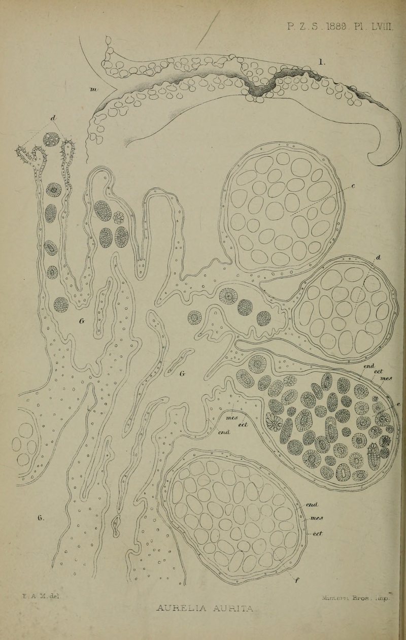 common jellyfish, moon jelly (Aurelia aurita); DISPLAY FULL IMAGE.