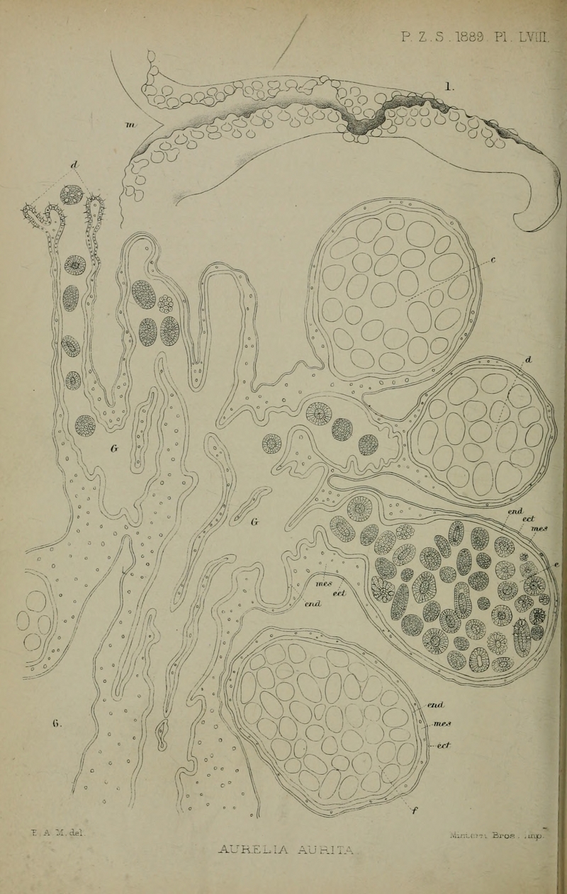 common jellyfish, moon jelly (Aurelia aurita); DISPLAY FULL IMAGE.