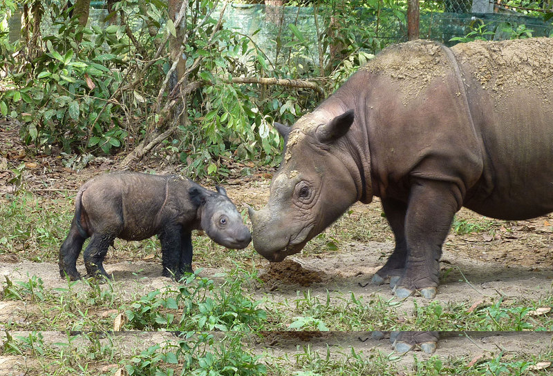 Sumatran rhinoceros (Dicerorhinus sumatrensis); DISPLAY FULL IMAGE.