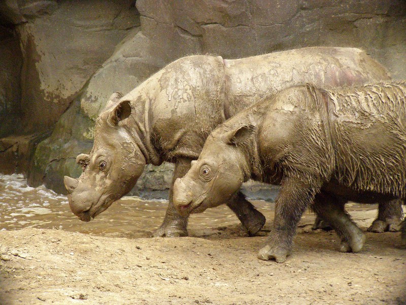 Sumatran rhinoceros (Dicerorhinus sumatrensis); DISPLAY FULL IMAGE.