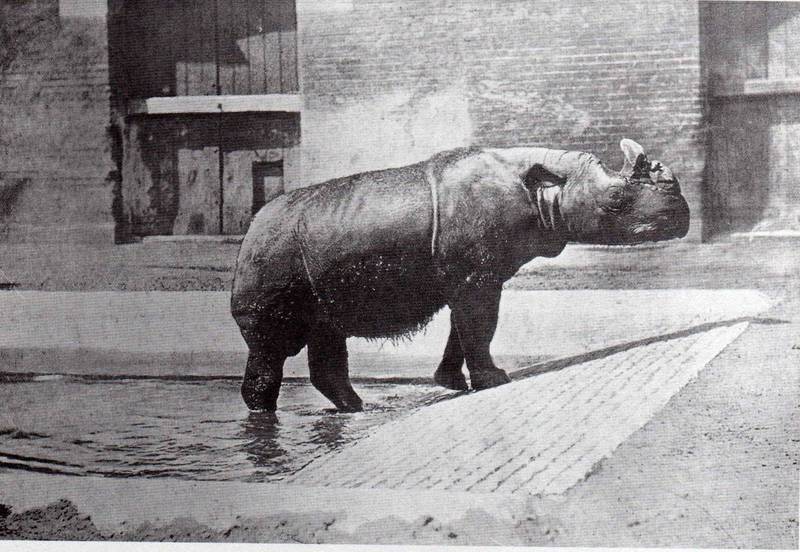 Sumatran rhinoceros (Dicerorhinus sumatrensis); DISPLAY FULL IMAGE.