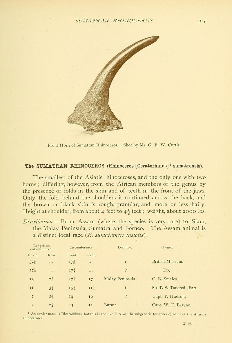 Sumatran rhinoceros (Dicerorhinus sumatrensis); DISPLAY FULL IMAGE.