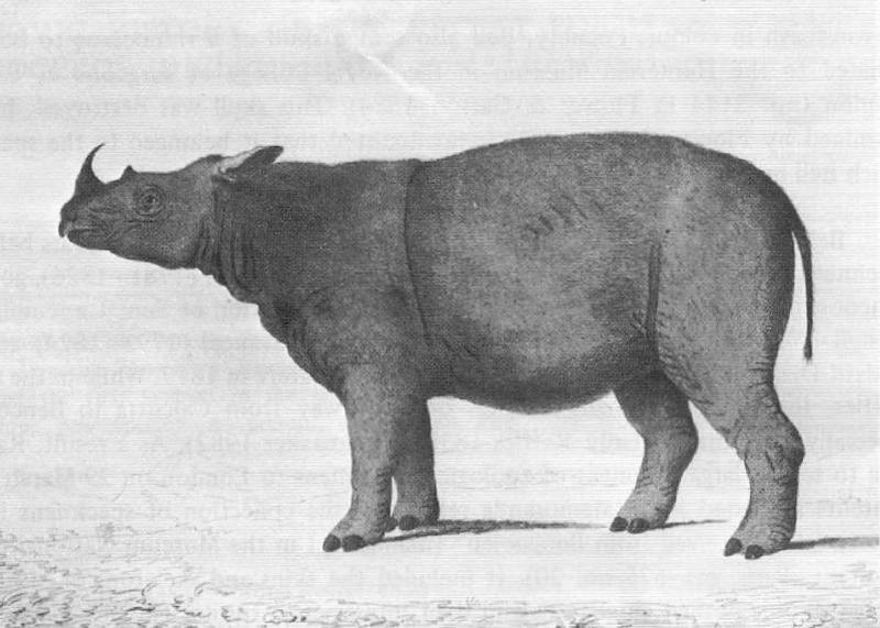 Sumatran rhinoceros (Dicerorhinus sumatrensis); DISPLAY FULL IMAGE.